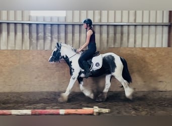 Cob, Caballo castrado, 5 años, 128 cm, Pío