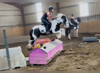 Cob, Caballo castrado, 5 años, 128 cm, Pío