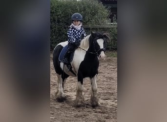 Cob Mestizo, Caballo castrado, 5 años, 128 cm, Tobiano-todas las-capas