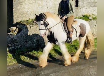 Cob, Caballo castrado, 5 años, 133 cm, Pío