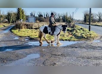 Cob, Caballo castrado, 5 años, 133 cm, Pío