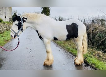 Cob, Caballo castrado, 5 años, 133 cm, Pío