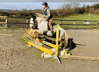 Cob, Caballo castrado, 5 años, 133 cm, Pío