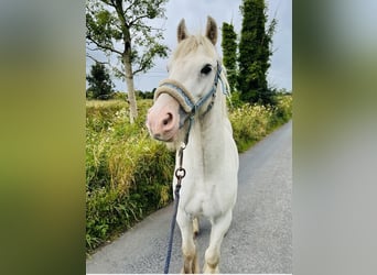 Cob, Caballo castrado, 5 años, 136 cm, Tordo