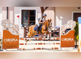 Cob, Caballo castrado, 5 años, 137 cm, Alazán