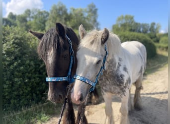 Cob, Caballo castrado, 5 años, 138 cm, Tobiano-todas las-capas