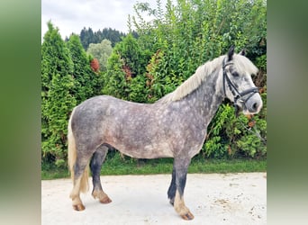 Cob, Caballo castrado, 5 años, 142 cm, Porcelana