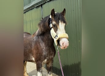 Cob, Caballo castrado, 5 años, 145 cm, Negro