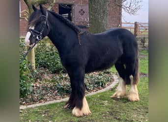 Cob, Caballo castrado, 5 años, 145 cm, Pío