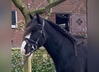 Cob, Caballo castrado, 5 años, 145 cm, Pío