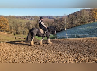 Cob, Caballo castrado, 5 años, 146 cm, Ruano azulado