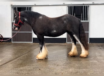 Cob, Caballo castrado, 5 años, 146 cm, Ruano azulado