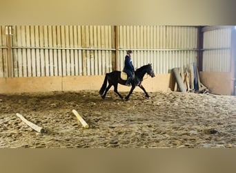 Cob, Caballo castrado, 5 años, 147 cm, Castaño