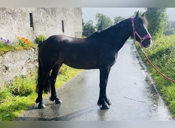 Cob, Caballo castrado, 5 años, 147 cm, Castaño