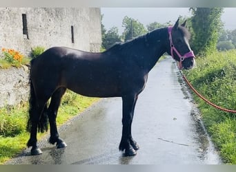 Cob, Caballo castrado, 5 años, 147 cm, Castaño