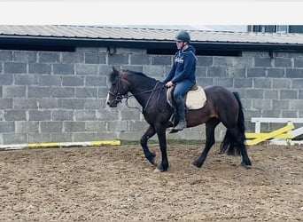 Cob, Caballo castrado, 5 años, 147 cm, Castaño