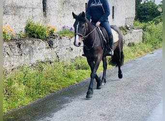 Cob, Caballo castrado, 5 años, 147 cm, Castaño