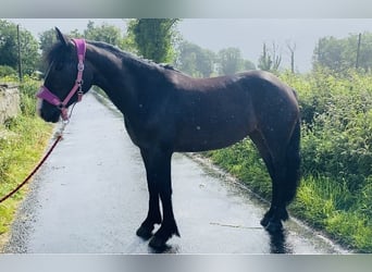 Cob, Caballo castrado, 5 años, 147 cm, Castaño