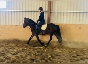 Cob, Caballo castrado, 5 años, 147 cm, Castaño