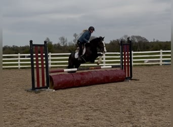 Cob, Caballo castrado, 5 años, 148 cm