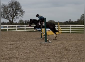 Cob, Caballo castrado, 5 años, 148 cm
