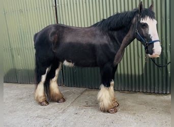 Cob, Caballo castrado, 5 años, 148 cm, Negro