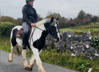 Cob, Caballo castrado, 5 años, 148 cm, Pío