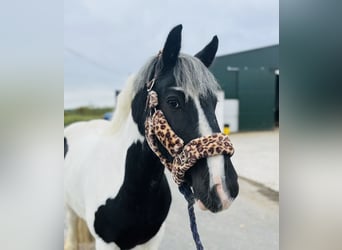 Cob, Caballo castrado, 5 años, 148 cm, Pío