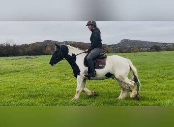 Cob, Caballo castrado, 5 años, 148 cm, Pío