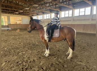 Cob, Caballo castrado, 5 años, 150 cm, Pío