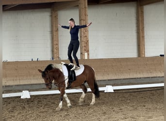 Cob, Caballo castrado, 5 años, 150 cm, Pío