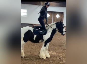 Cob, Caballo castrado, 5 años, 153 cm, Pío