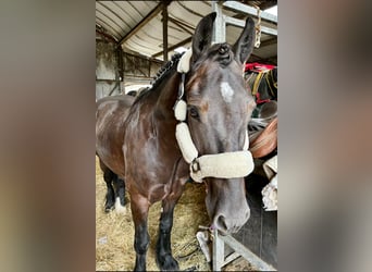 Cob, Caballo castrado, 5 años, 155 cm, Negro
