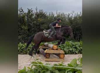 Cob, Caballo castrado, 5 años, 155 cm, Negro