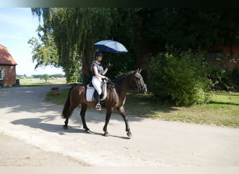 Cob, Caballo castrado, 5 años, 155 cm, Negro