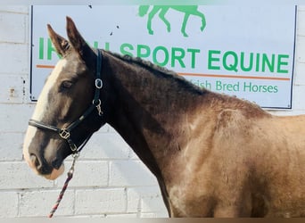 Cob, Caballo castrado, 5 años, 158 cm, Castaño