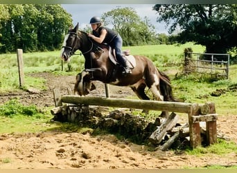 Cob, Caballo castrado, 5 años, 158 cm, Castaño