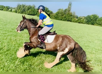 Cob, Caballo castrado, 5 años, 158 cm, Castaño