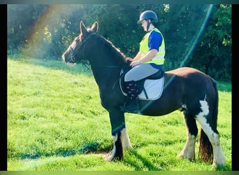 Cob, Caballo castrado, 5 años, 158 cm, Castaño