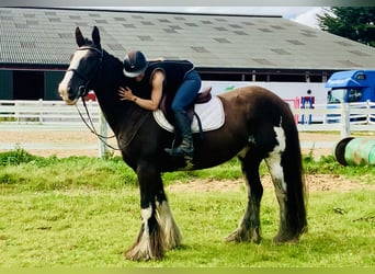 Cob, Caballo castrado, 5 años, 158 cm, Castaño