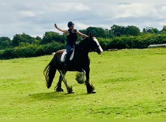 Cob, Caballo castrado, 5 años, 158 cm, Castaño