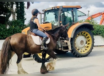 Cob, Caballo castrado, 5 años, 158 cm, Castaño