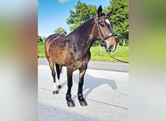 Cob, Caballo castrado, 5 años, 160 cm, Castaño oscuro