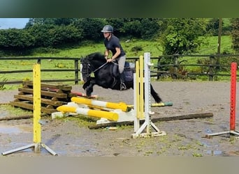 Cob, Caballo castrado, 6 años, 128 cm, Negro