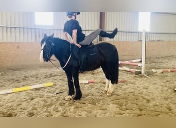 Cob, Caballo castrado, 6 años, 128 cm, Negro