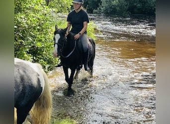 Cob, Caballo castrado, 6 años, 128 cm, Negro