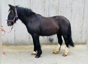 Cob, Caballo castrado, 6 años, 128 cm, Negro