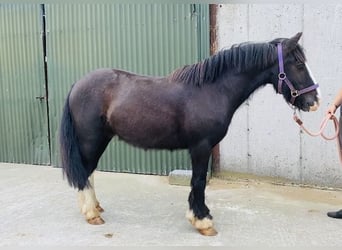 Cob, Caballo castrado, 6 años, 128 cm, Negro