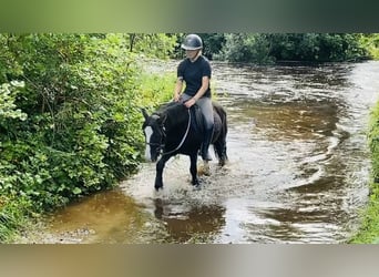 Cob, Caballo castrado, 6 años, 128 cm, Negro