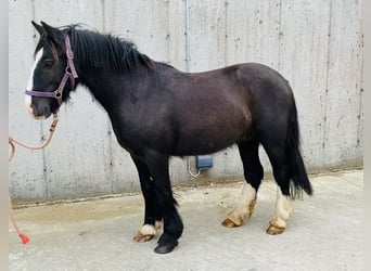 Cob, Caballo castrado, 6 años, 128 cm, Negro